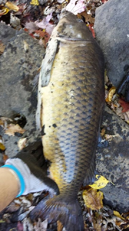 Billerica fishing photo 2