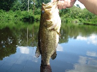 Down the river Fishing Report