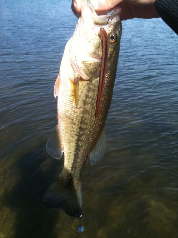 Falmouth fishing photo 1