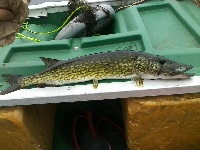4th of July Topwater Slaughter at Ponkapoag