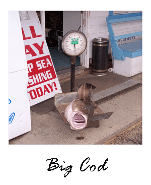 Atlantic Cod near Ipswich
