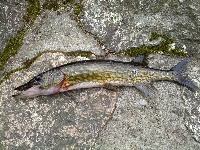 Sunset Lake Fishing Report