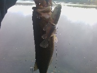 Trout Fed (I mean stocked) Bass Ponds
