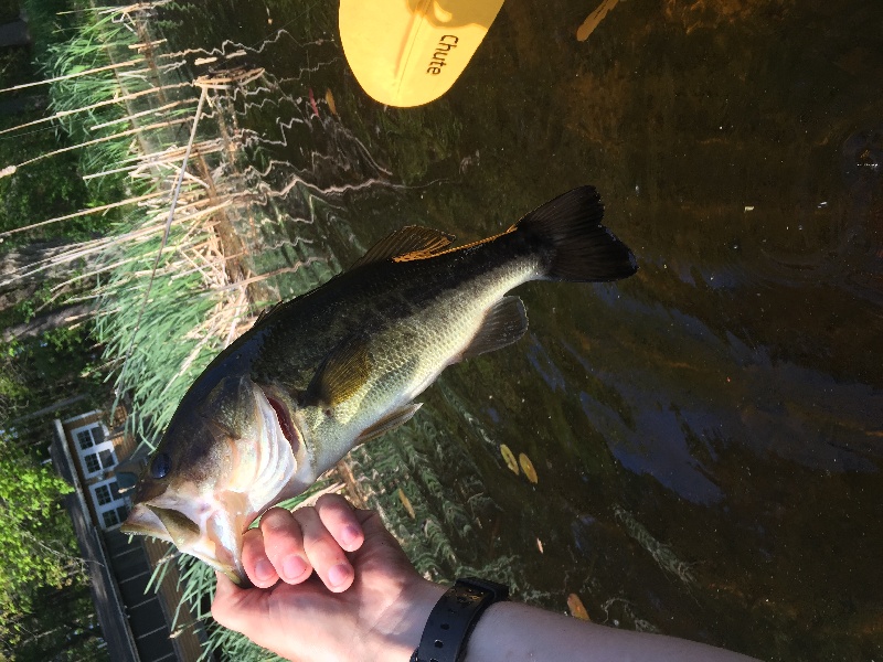 Norfolk fishing photo 4