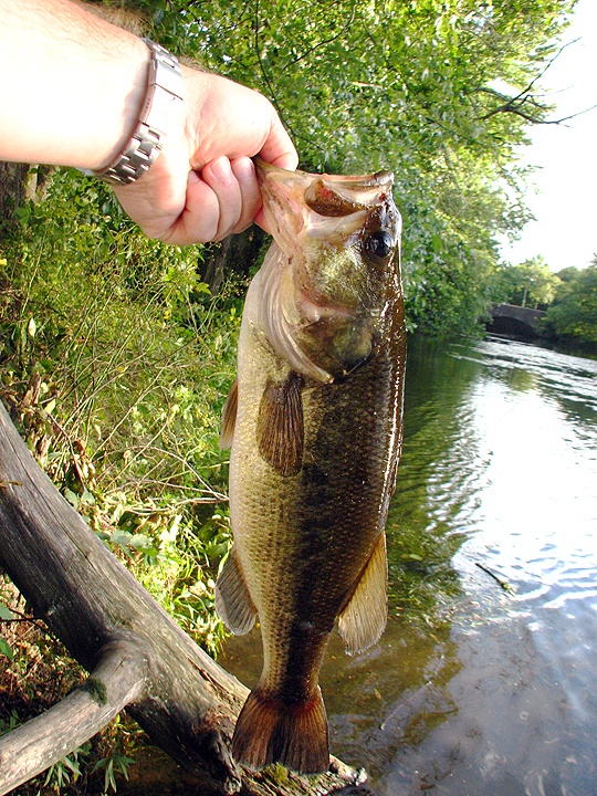 Largemouth #4 near Medford