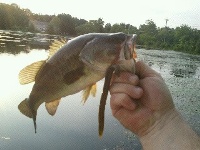 Arcade pond Fishing Report