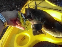 Flint Pond - Tyngsboro Fishing Report
