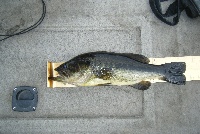 Howells Pond 5/22/09 Fishing Report