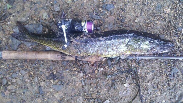 Norton Pickerel near Norton