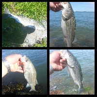 Nut Island Schoolies and one nice keeper!  Fishing Report