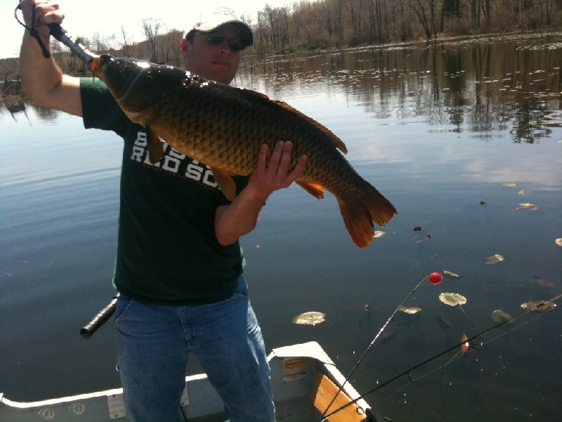common carp near Washington