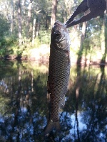 Dale St Conservation Area Fishing Report