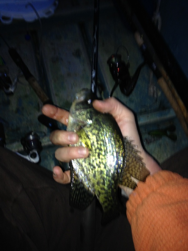 Crappie. Caught 3, all about this size near Bellingham