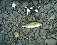 8/7/07-8/8/07 - Lake Cochituate - South Lake by Train Tracks Fishing Report