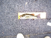 7/22/09 - Farm Pond - Framingham, MA Fishing Report
