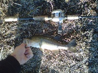4/6/12 - Bakers Pond - Dennis, MA Fishing Report