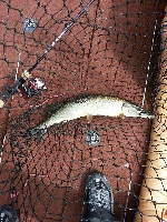 7/26/13-7/28/13 - Avid Anglers @ Lake Champlain (St. Albans)