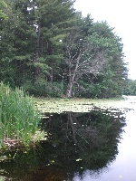 Cherry Brook