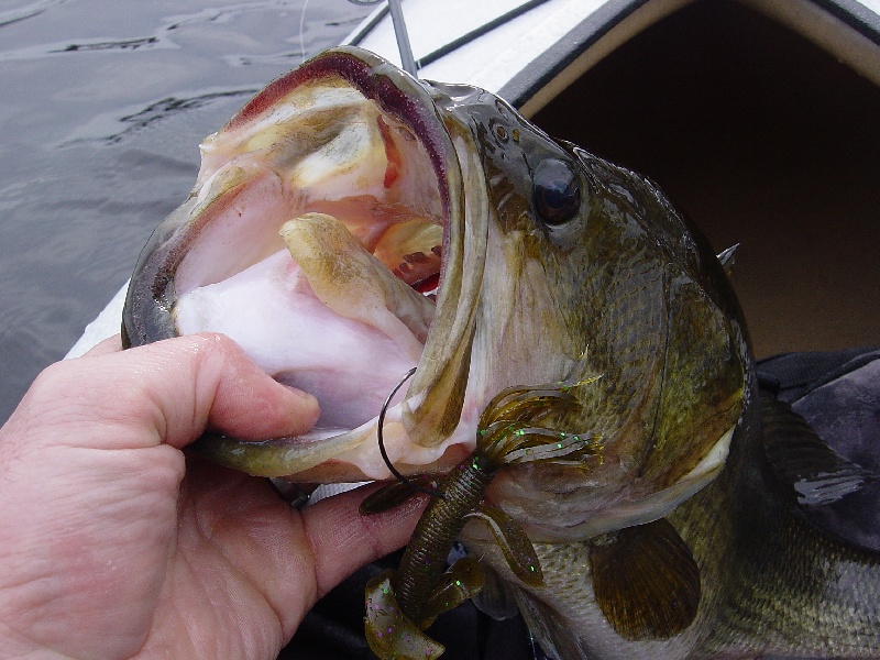 same fish near Sharon