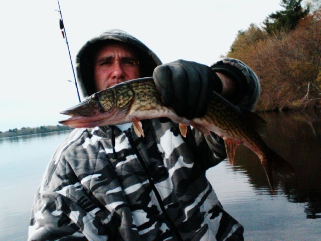 2lb chainlink pickerel near Mansfield