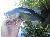 Linwood pond  