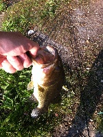 1st slammer trip....bizarre