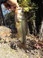 Bruces Pond Fishing Report