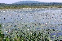 Ponkapoag Pond
