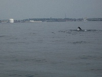Lynn Harbor