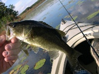 Little Farm Pond Fishing Report