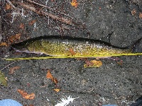 Cape Pond Fishing Report
