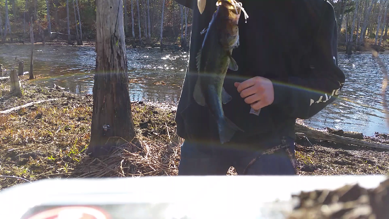 the bass are chasing near Middleton