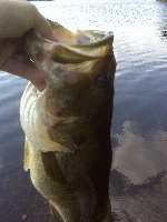 One Quick Cast Fishing Report